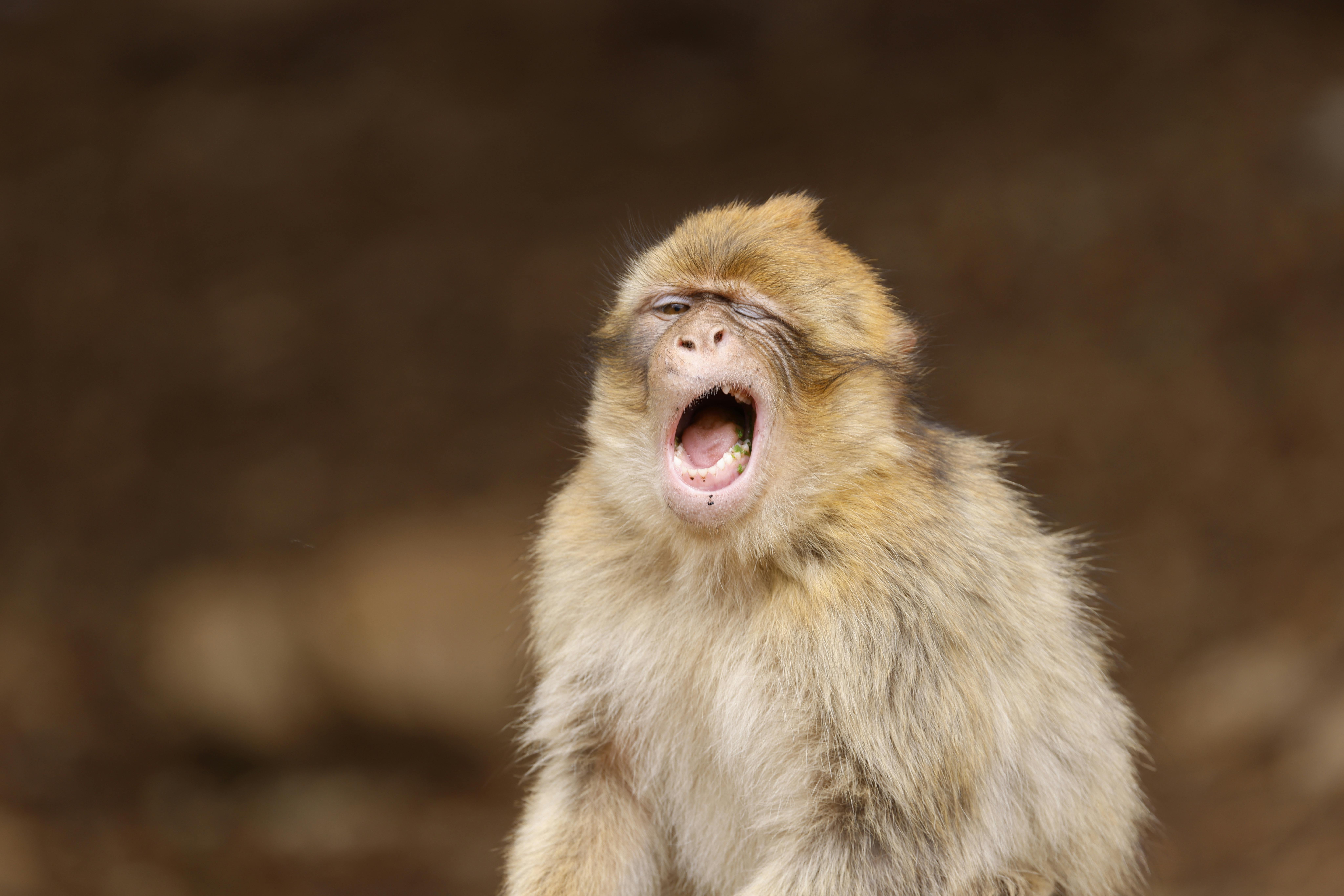 What does contagious yawning mean in people and other primates? | Ep48