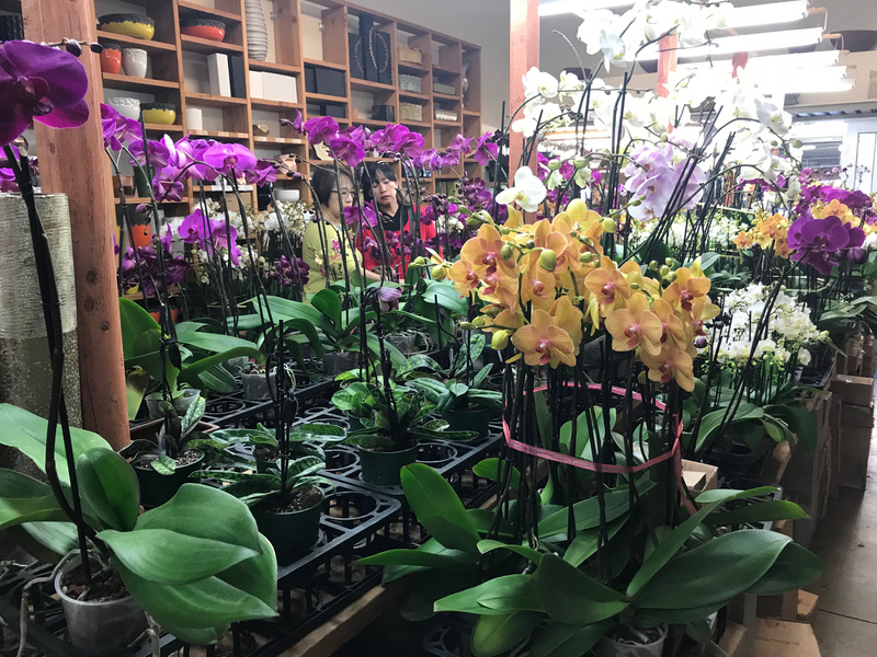 Les orchidées taiwanaises cherchent à s'exporter