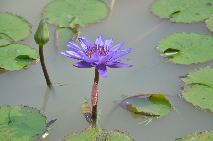 Fleur de lotus, pour illustration (photo Rti)