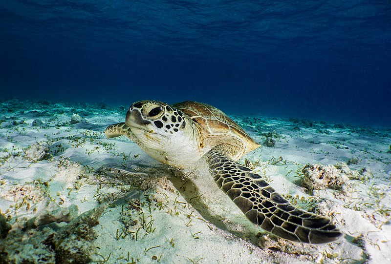 Tortues de mer (Image : Wikipedia - Bastien Preuss)