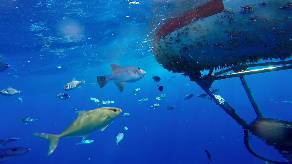 Le gouvernement adopte un projet de loi qui prévoit l'établissement de sanctuaires marins (Image : Institut océanographique de NTU)