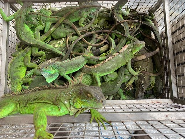 Les iguanes verts menacent l'équilibre écologique taiwanais (photo fournie par la commission ministérielle de l'Agriculture)