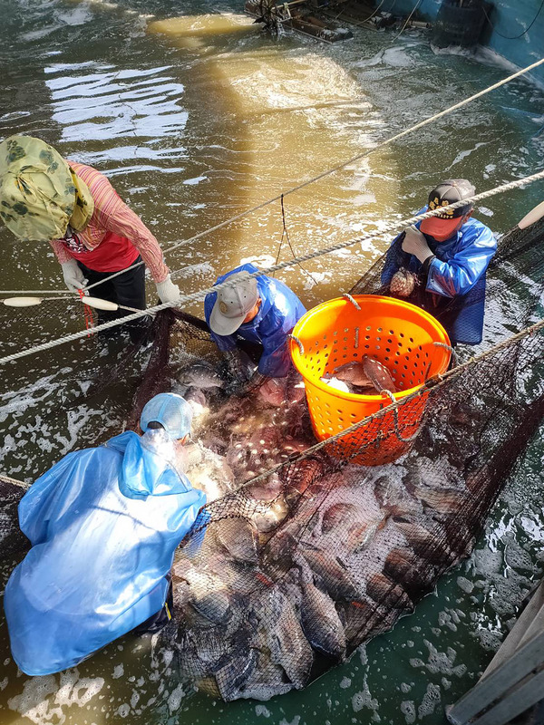 l'élevage des poissons tilapia (Photo CNA)
