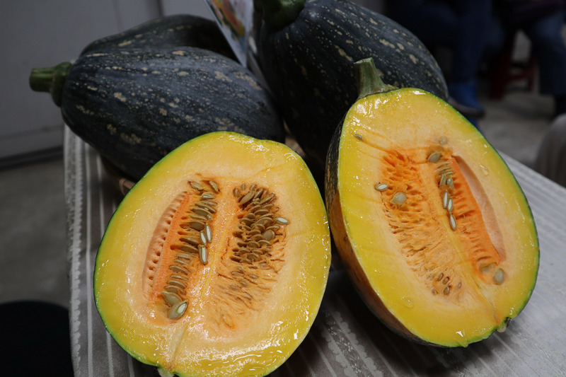 Courges cultivées à Hualien, avec le soutien du Centre mondial des légumes, plus résistantes à la chaleur et aux contaminations. (photo CNA)