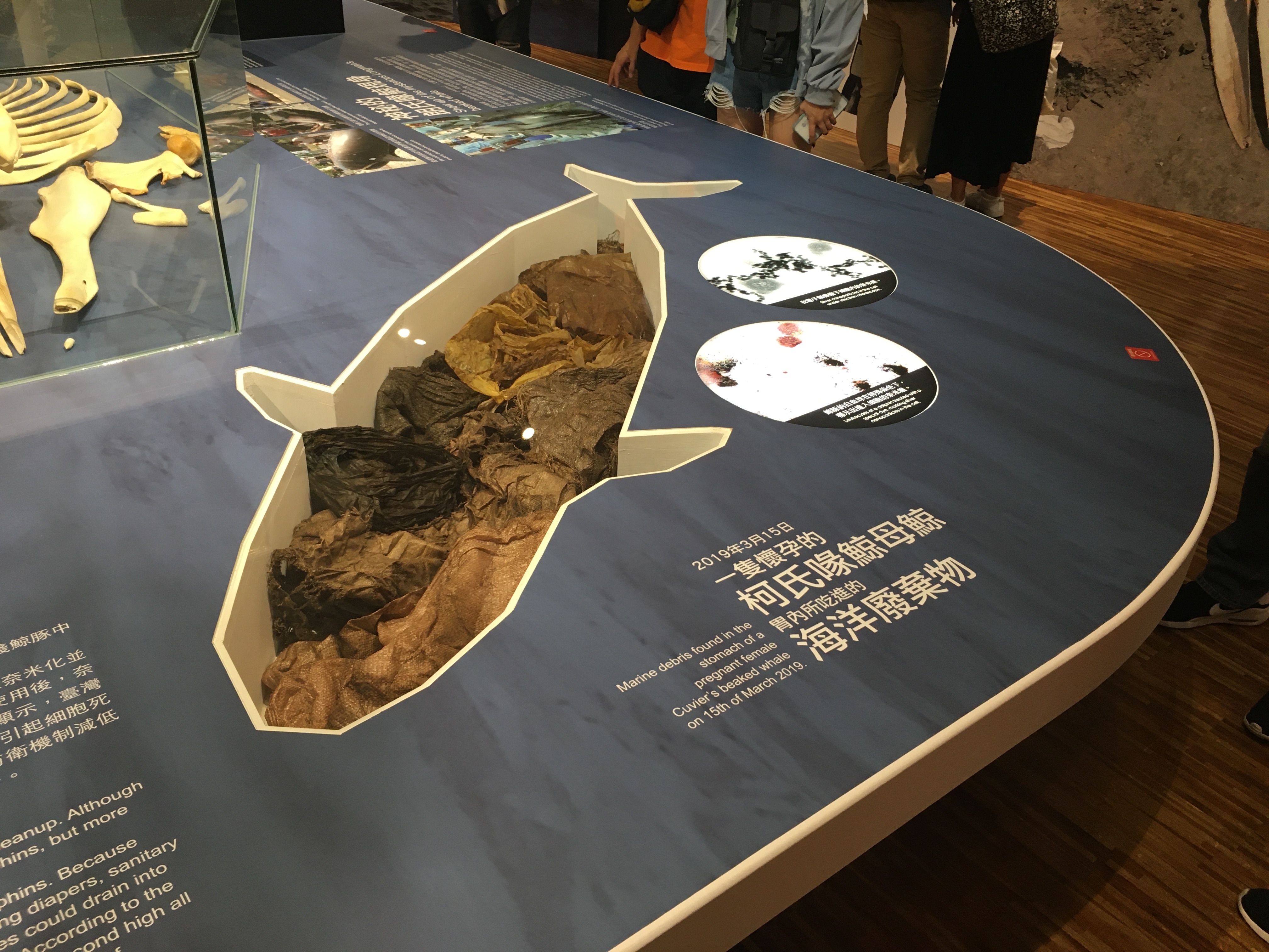 Exposition consacrée aux baleines et aux dauphins au Musée national de Taiwan (Image : RTI - avec l'aimable autorisation du Musée national de Taiwan)