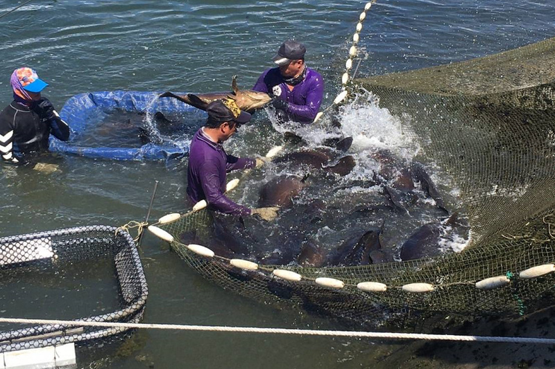 Des pêcheurs de mérous à Tainan (Bureau municipal de l'agriculture de Tainan / CNA)