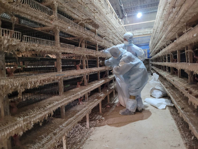 Une ferme à Changhua procède à l'abattage sanitaire des cailles (Photo CNA)