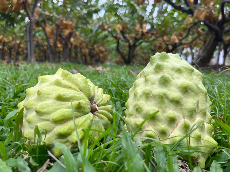 atemoya (aussi appelé anone ou pomme cannelle) / photo CNA