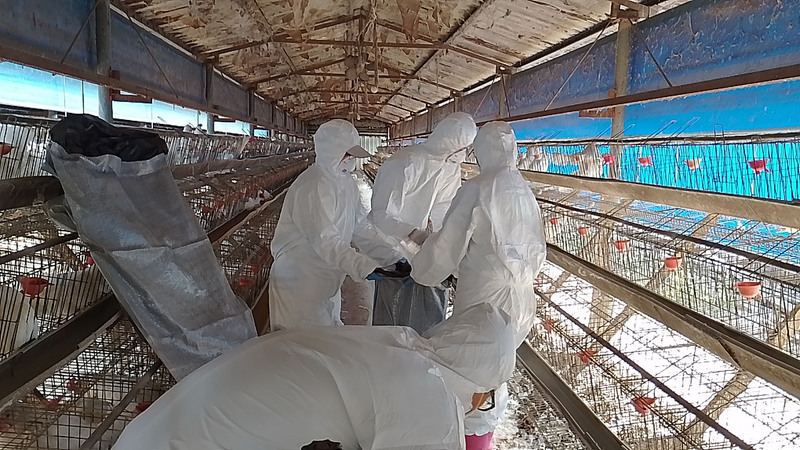L'abattage sanitaire des poules en raison de grippe aviaire (Photo CNA)