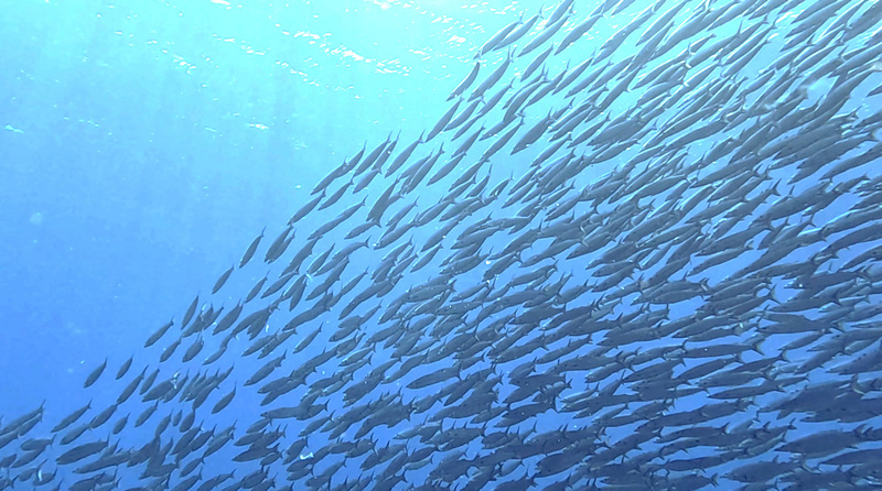Un banc de poissons près de l'île Verte (Photo CNA)
