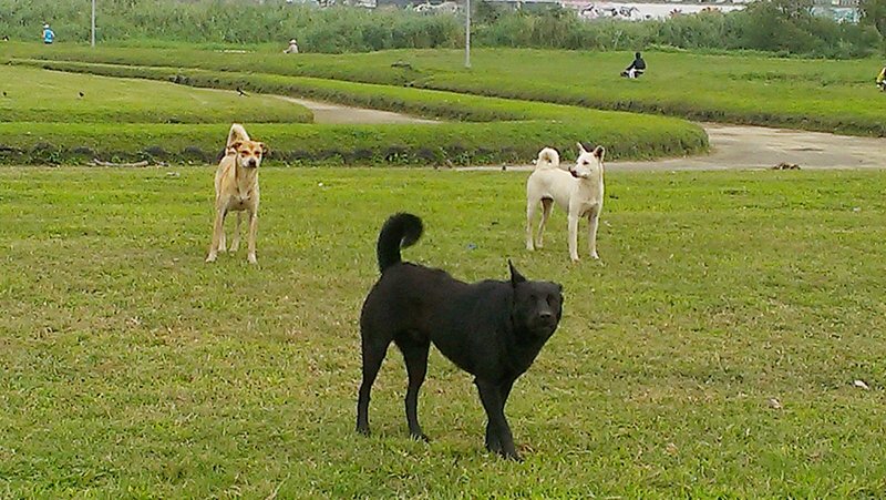 Chiens errants (photo, CNA)