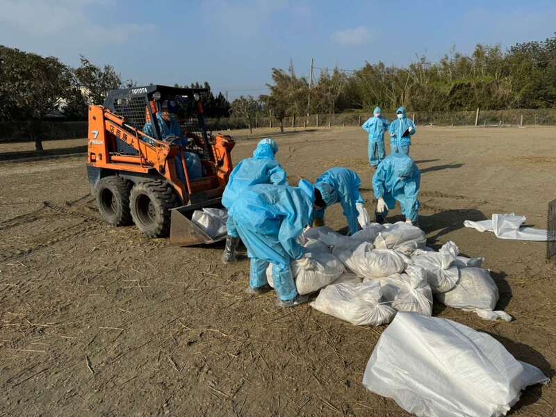 L'abattage d'oies à Yunlin en raison de la grippe aviaire (Photo CNA)