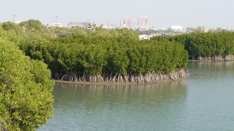 Mangroves à Pingtung, Taïwan (photo CNA)