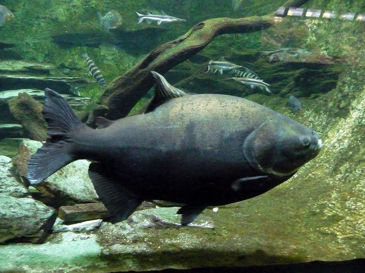 Une espèce de pacu, poisson d'Amérique du Sud (source : Wikimedia commons)
