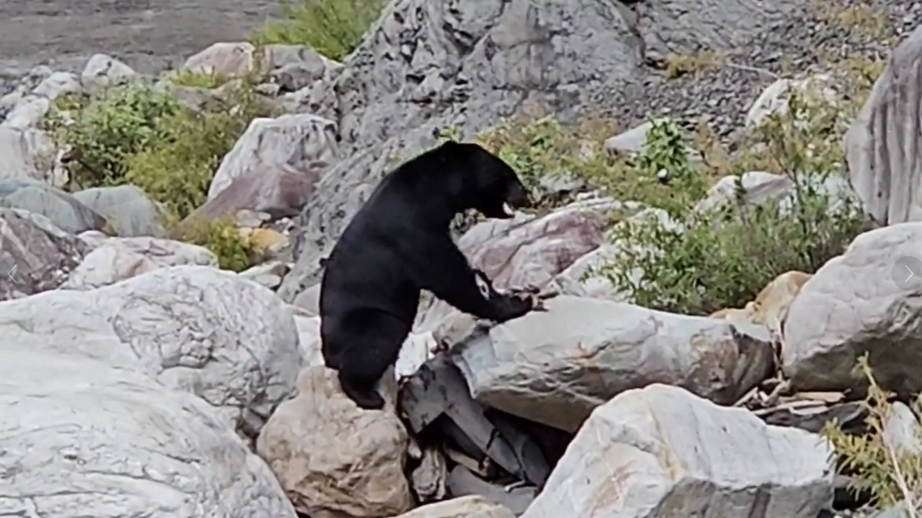 Ours noir formosan repéré par une caméra automatique installée par le bureau des affaires forestières et de la protection de la nature de Chiayi (capture d'écran YouTube)