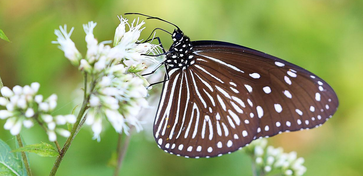 Papillons Euploea à tâches violettes (photo : site internet de l'association taïwanaise de protection des Euploea)