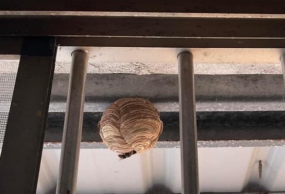 NId primaire de frelons asiatiques (photo : Sasa/RTI)