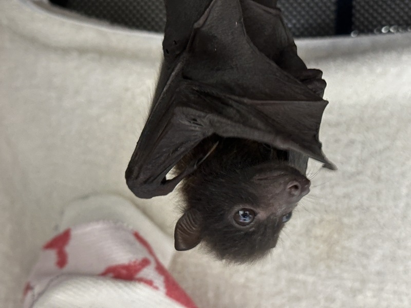 Un bébé chauve-souris formosane retrouvée et soignée par l'hôpital de la protection des animaux WildOne (Photo CNA fournie par WildOne)