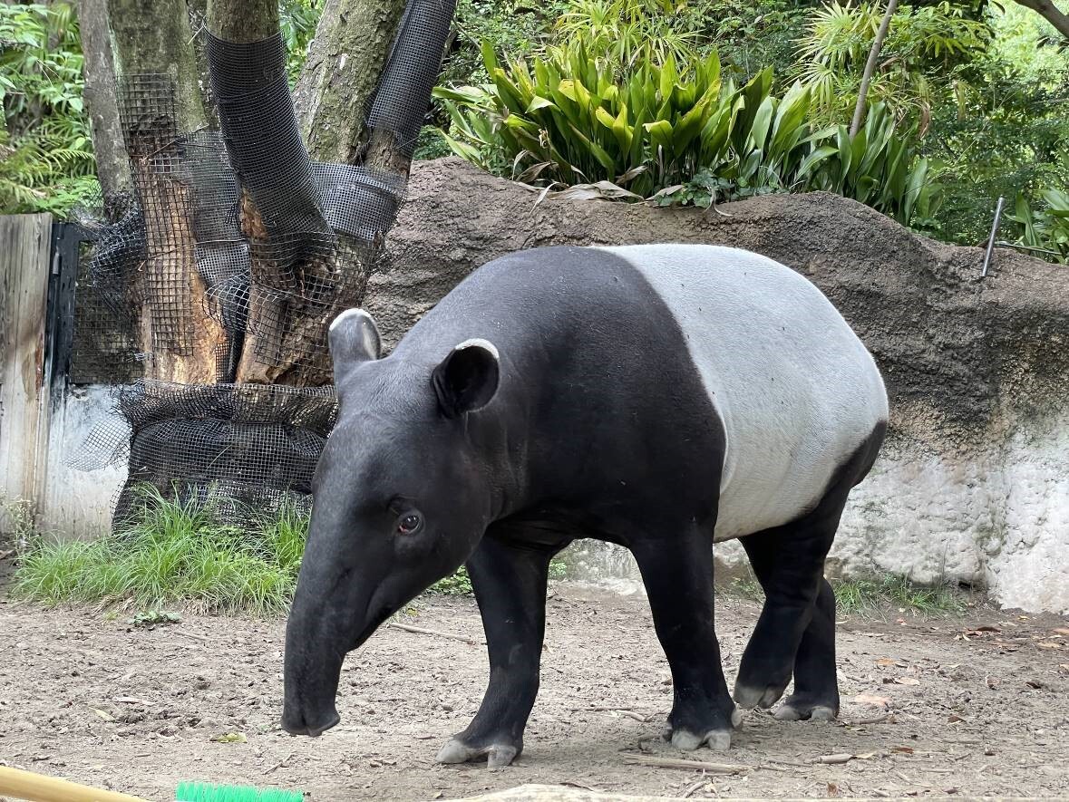 Le tapir de Malaisie Hideo du zoo de Yokohama (photo, zoo Yokohama)