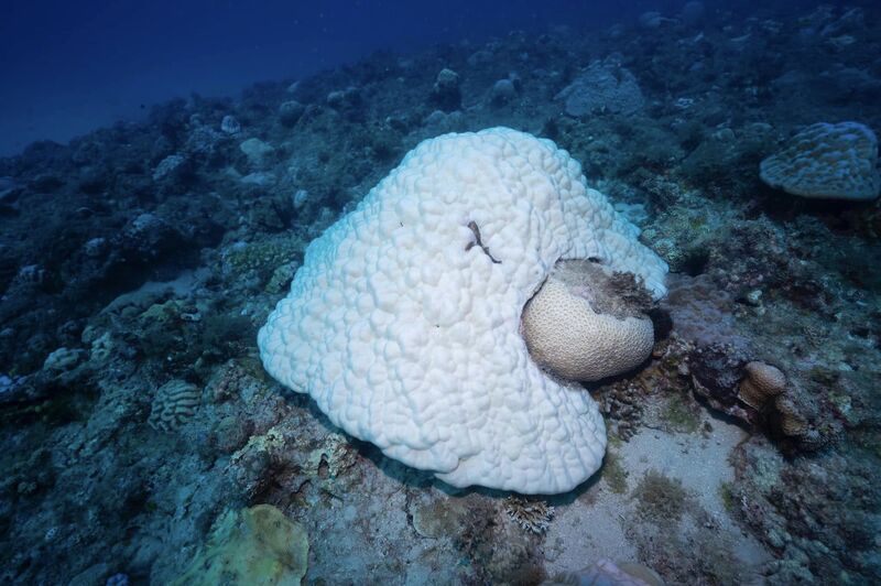 Blanchissement des coraux autour de l'île Xiao Liuqiu (photo fournie par 台灣咾咕嶼協會 à CNA)