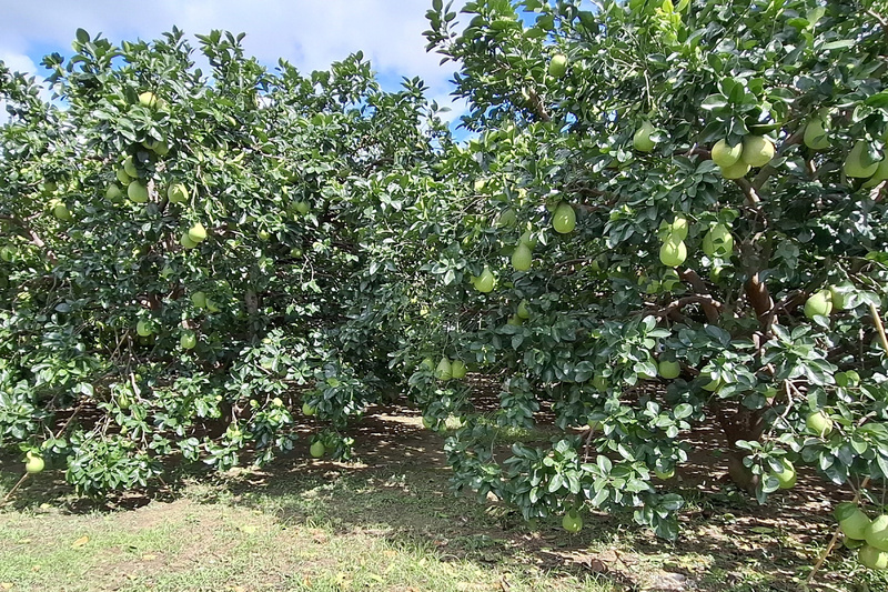 Des pomelos à Tainan (photo, bureau agricole de Tainan)