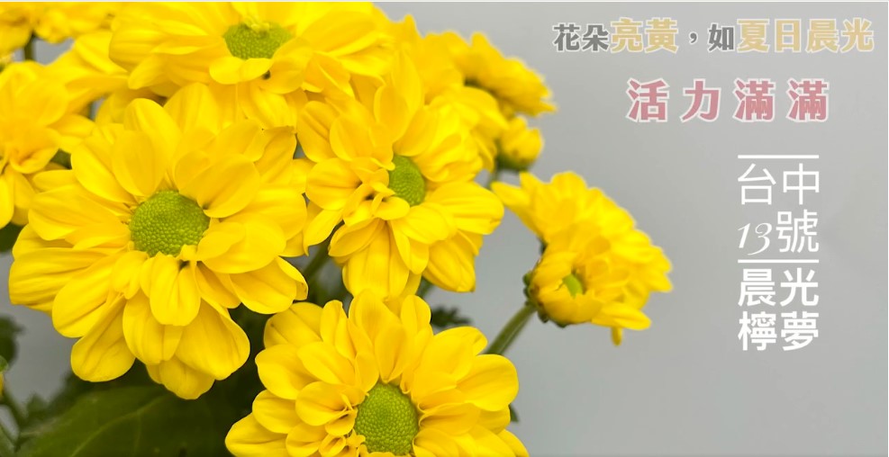 Nouvelle variété de chrysanthème développée par Taichung (Photo Station de recherche agricole de Taichung)