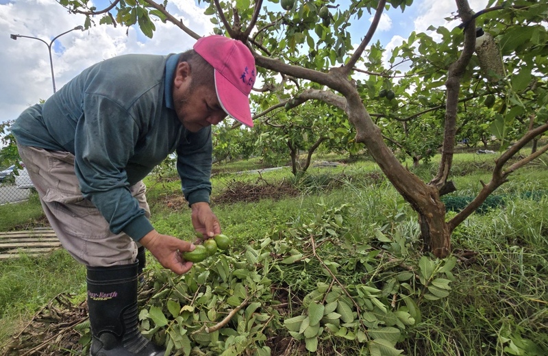 Les principaux dégâts agricoles du typhon Krathon ont été enregistreés dans les comtés de Kaohsiung et de Pingtung (photo : CNA)