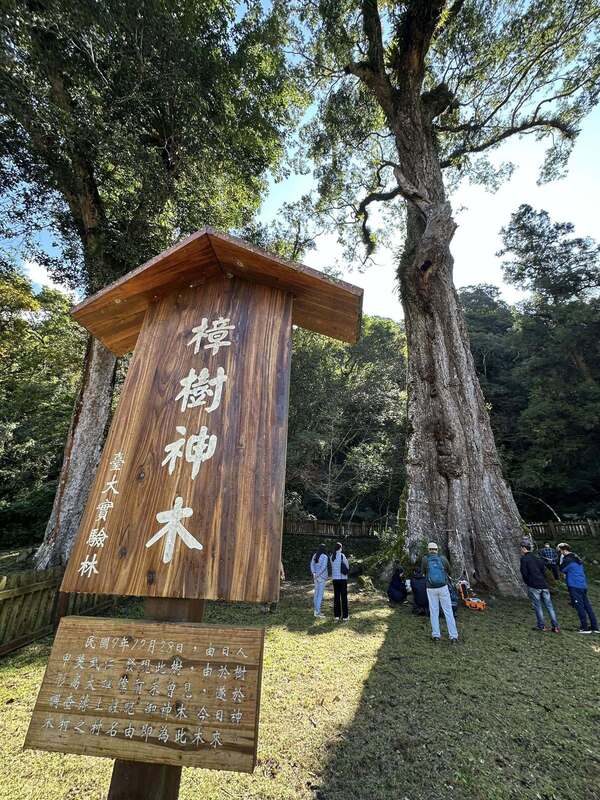 Cet arbre, dans le comté de Nantou au centre de Taïwan, mesure plus de 46 mètres, il s'agit du plus haut du monde. Les arboriculteurs de l'Université nationale de Taïwan espère prolonger sa vie encore un siècle de plus pour atteindre 800 ans ! (photo : CNA)