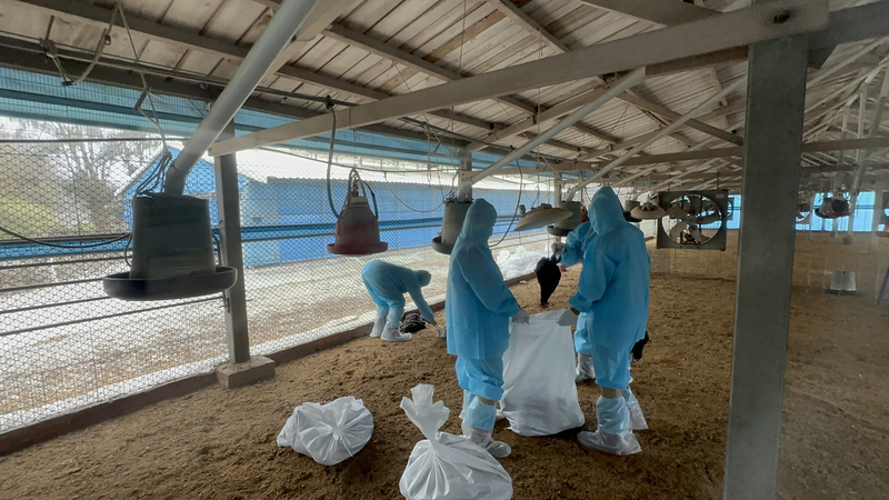 L'abattage sanitaire des poules en raison de la grippe aviaire à Chang hua (Photo CNA)