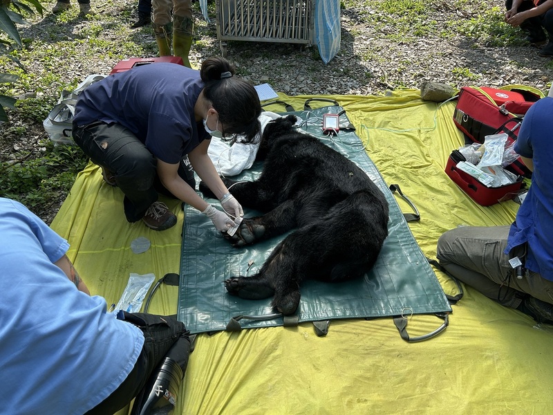 L'ours formosan Da qu-ali blessé et amaigri, capturé par l'agence de protection des forêts près d'une plantation de fruits dans le comté de Hualien (photo : CNA)