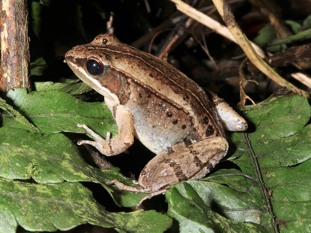 La Nidirana shyhhuangi, une espèce de grenouille endémique de Taiwan (Image : Institut de recherche sur la biodiversité de Taïwan)