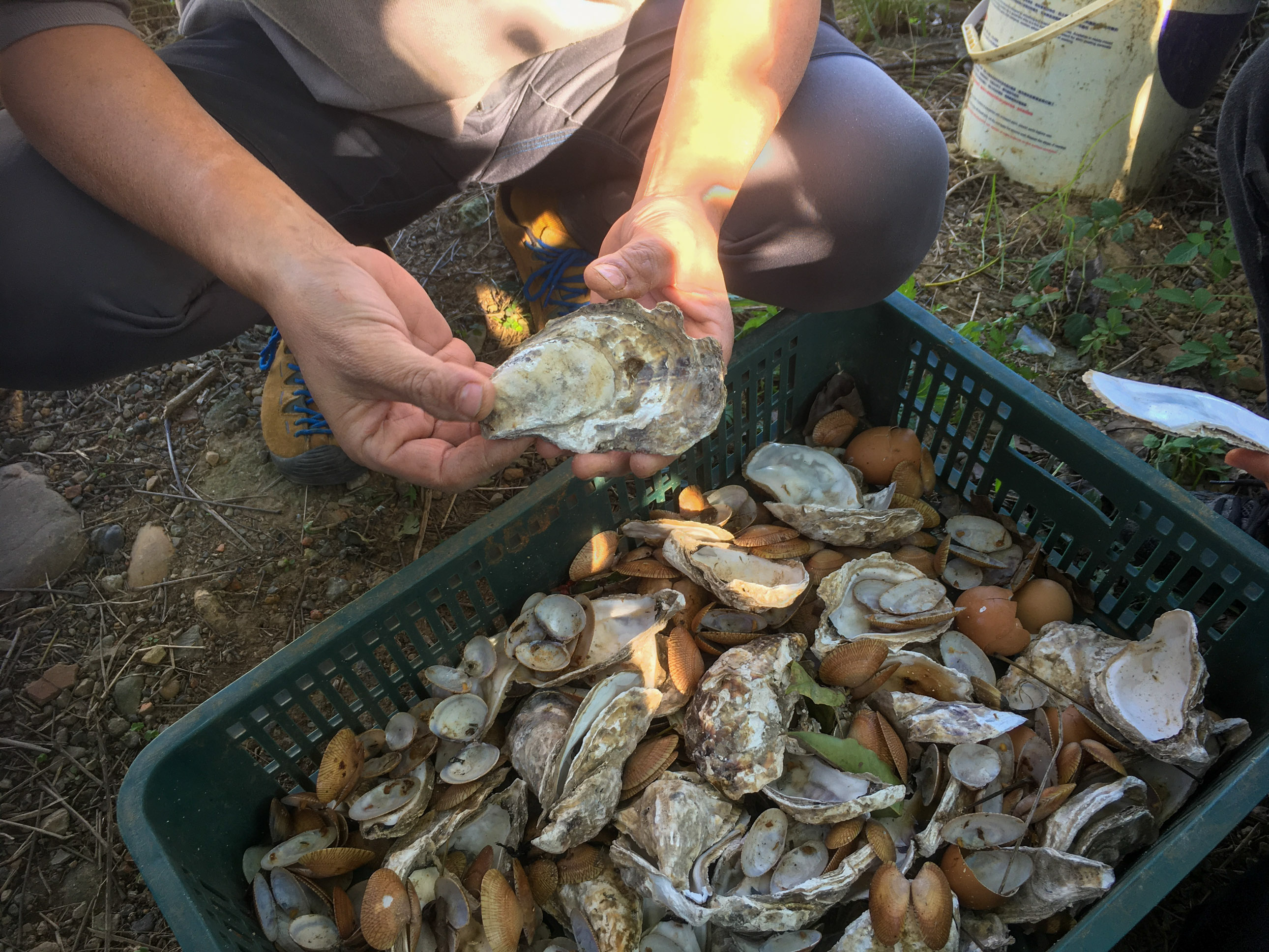 Cette chaux est issue de la combustion de coquilles d’huîtres. Emma les conserve, mais leur quantité n’est pas suffisante, elle a fait appel à une entreprise pour récupérer de grandes quantités qui ont été livrées à une usine qui s’est chargée de la combustion © Sasa