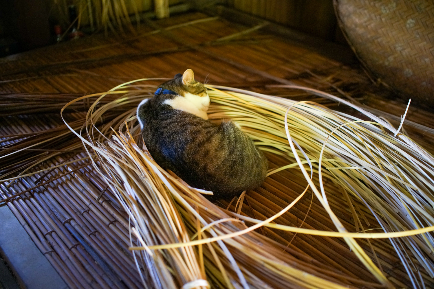 Un très bon plan pour le chat ! (photo : Sasa)