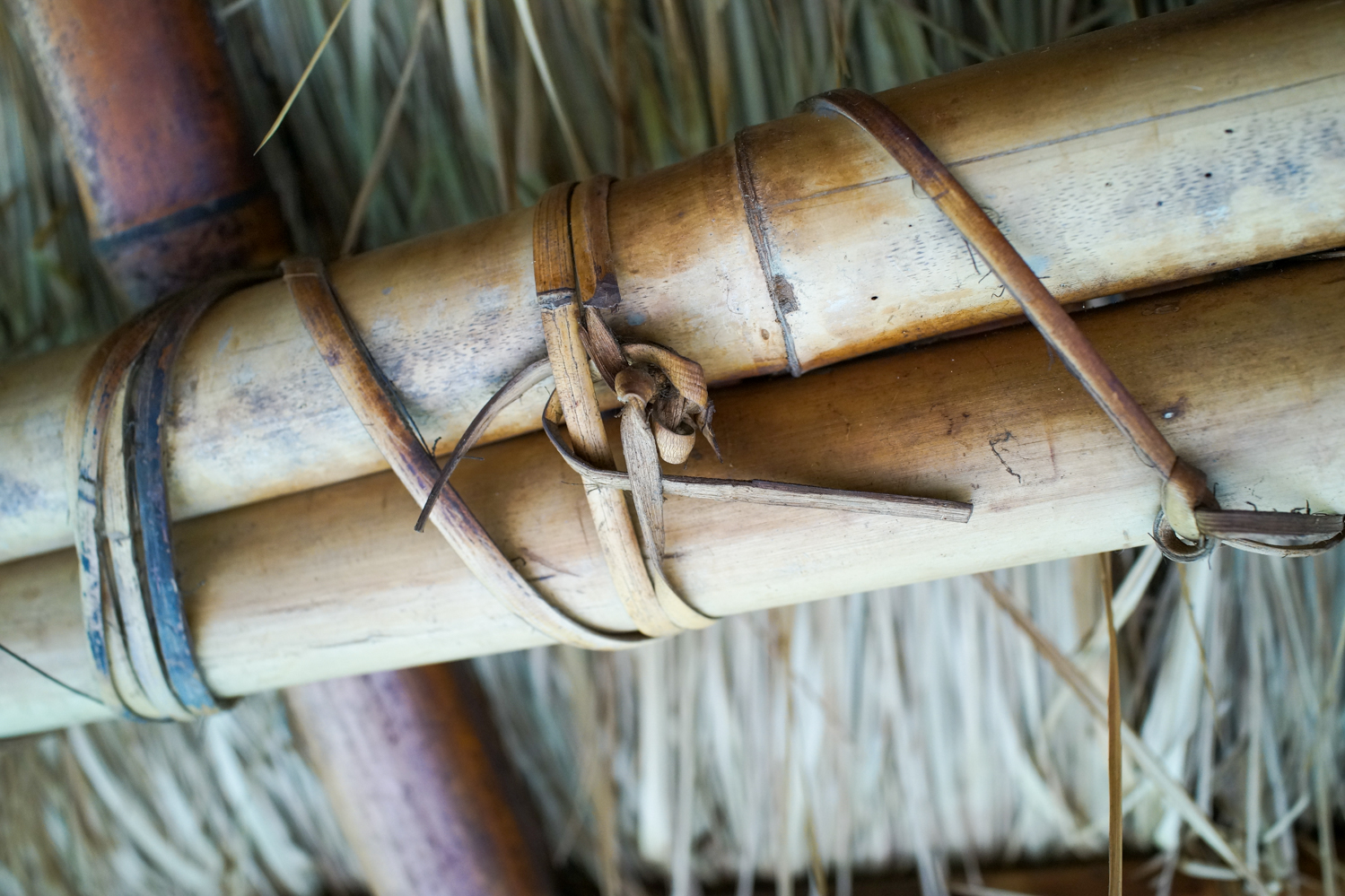 Le rotin sert à nouer le bambou et le chaume (photo : Sasa)