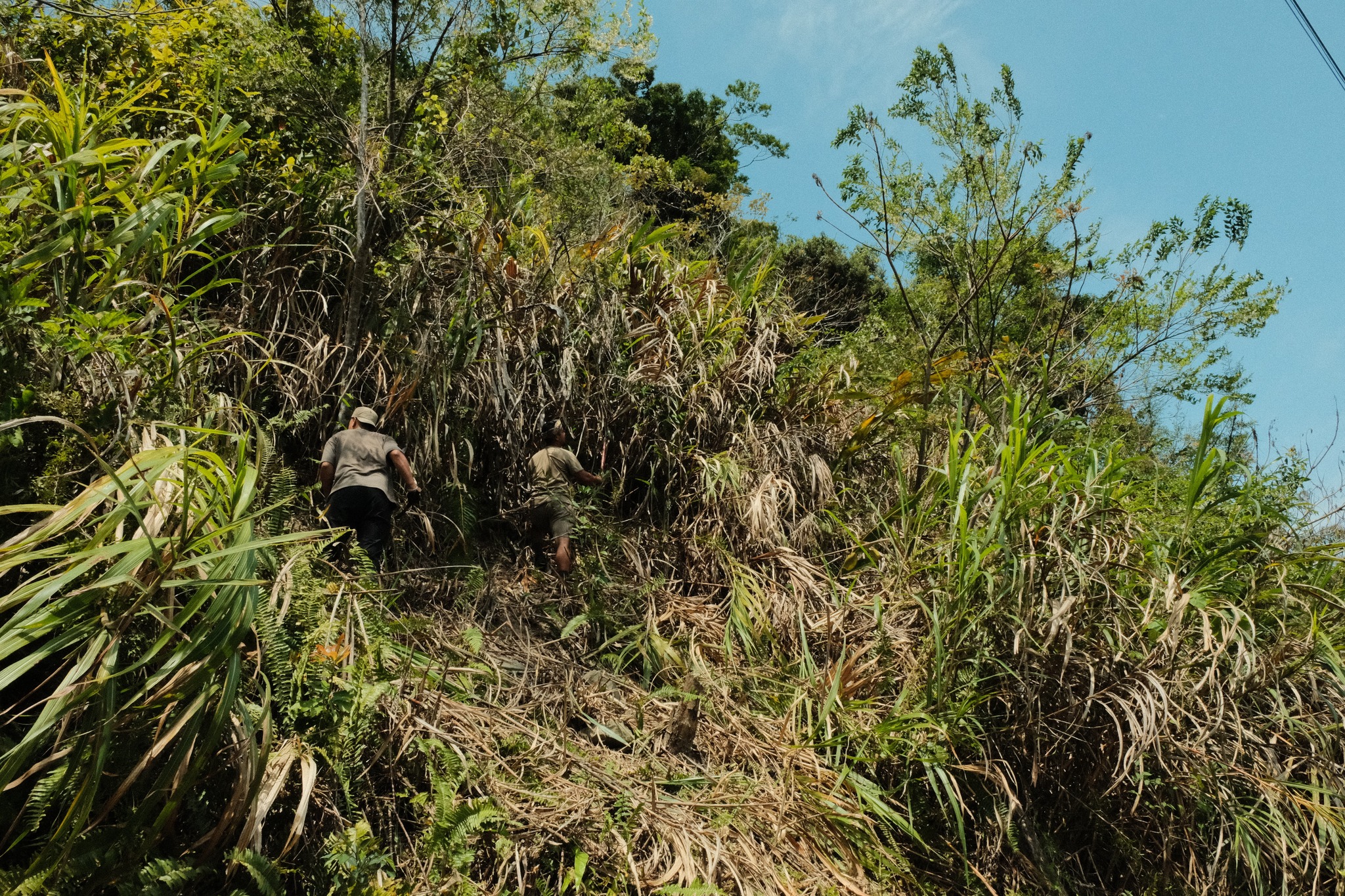 Les Amis utilisent pour le chaume du toit une plante herbacée vivace qui s’appelle en chinois baimao (白茅), plus généralement appelée maocao (茅草). Il s’agit de imperata cylindrica (photo : Page FB de Mitoliken a Loma 編織之屋)
