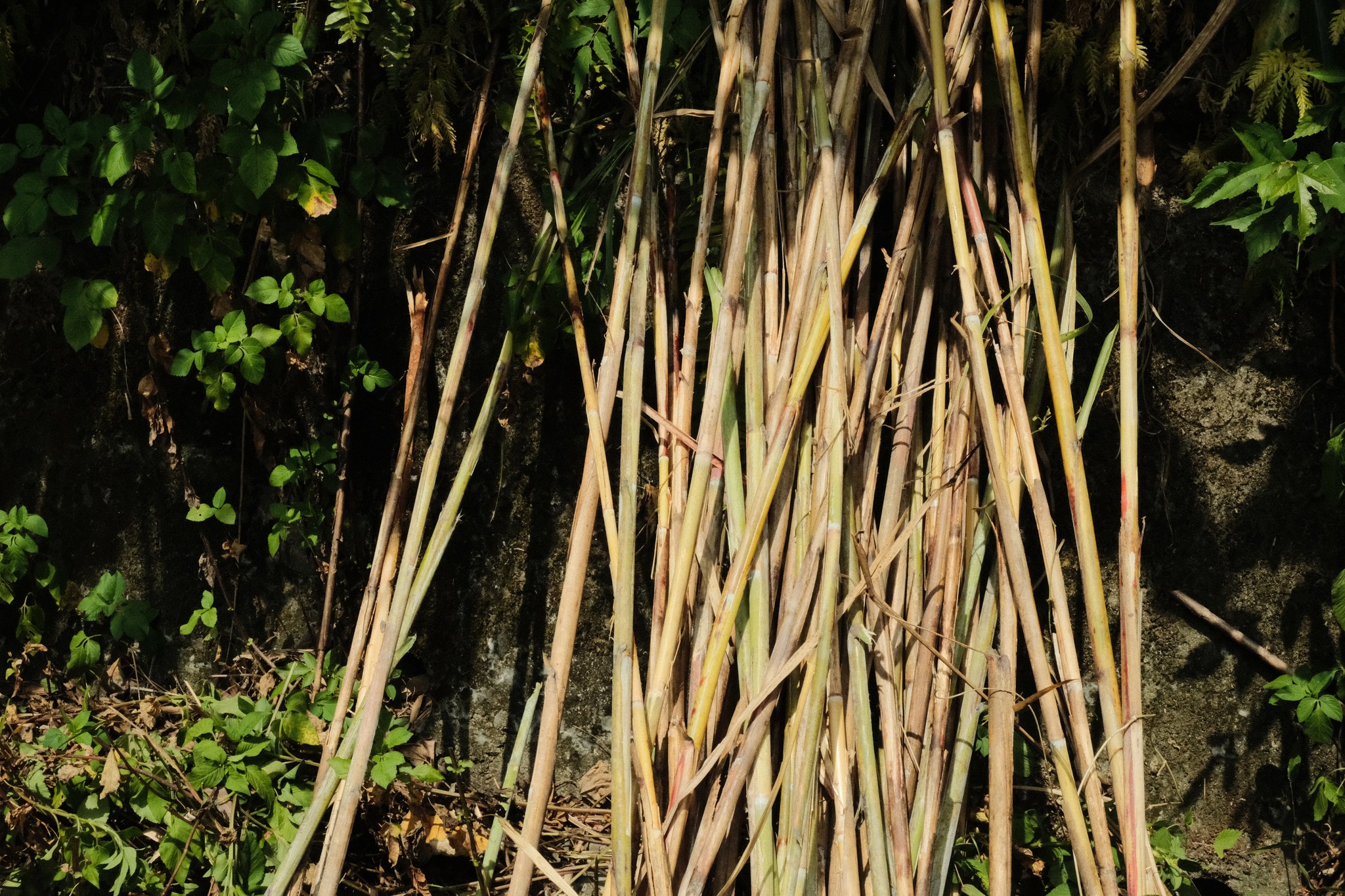 imperata cylindrica (photo : Page FB de Mitoliken a Loma 編織之屋)