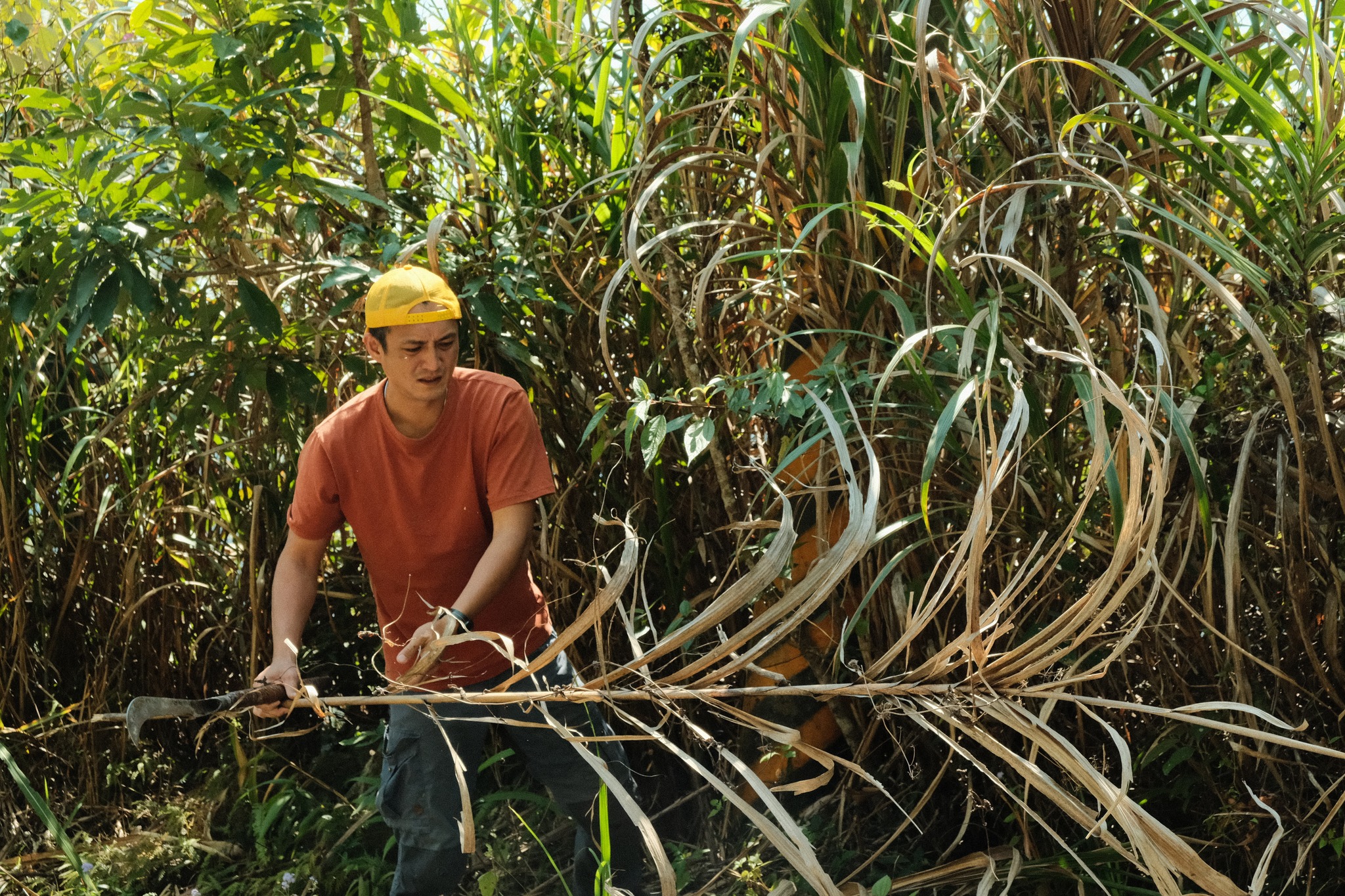 Même s’il a acheté le chaume, Akac Orat a participé à la récolte (photo : Page FB de Mitoliken a Loma 編織之屋)