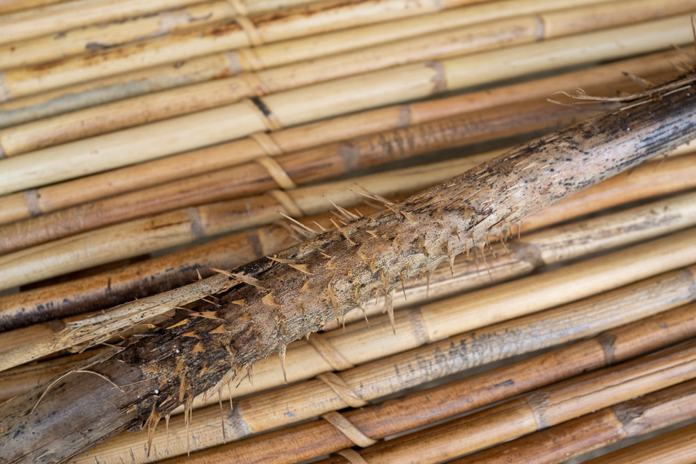 Le rotin est une plante très difficile à récolter en forêt en raison de ses épines (© Sasa)