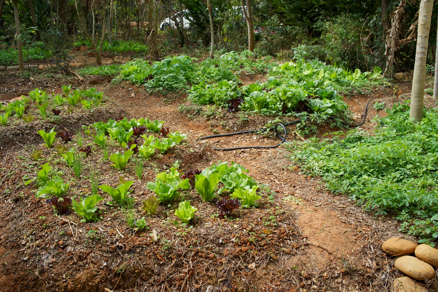 La maison goutte est entourée de potagers (photo : Sasa)