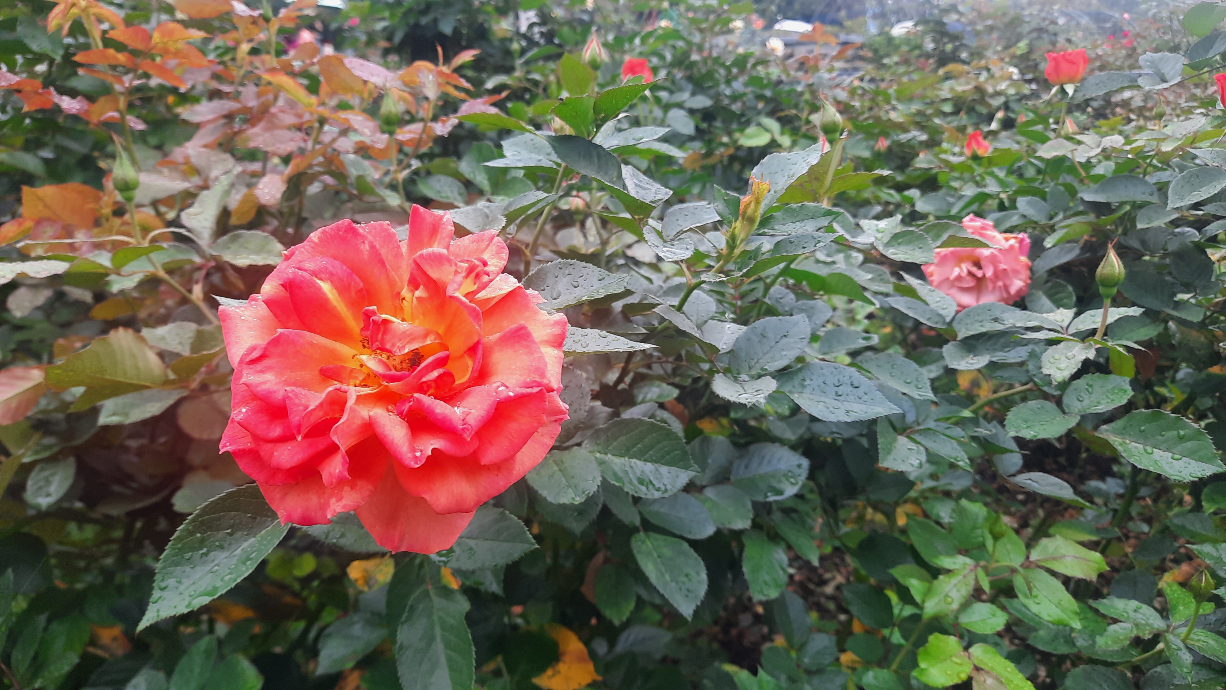 Le jardin des roses de Taipei (photo Rti)