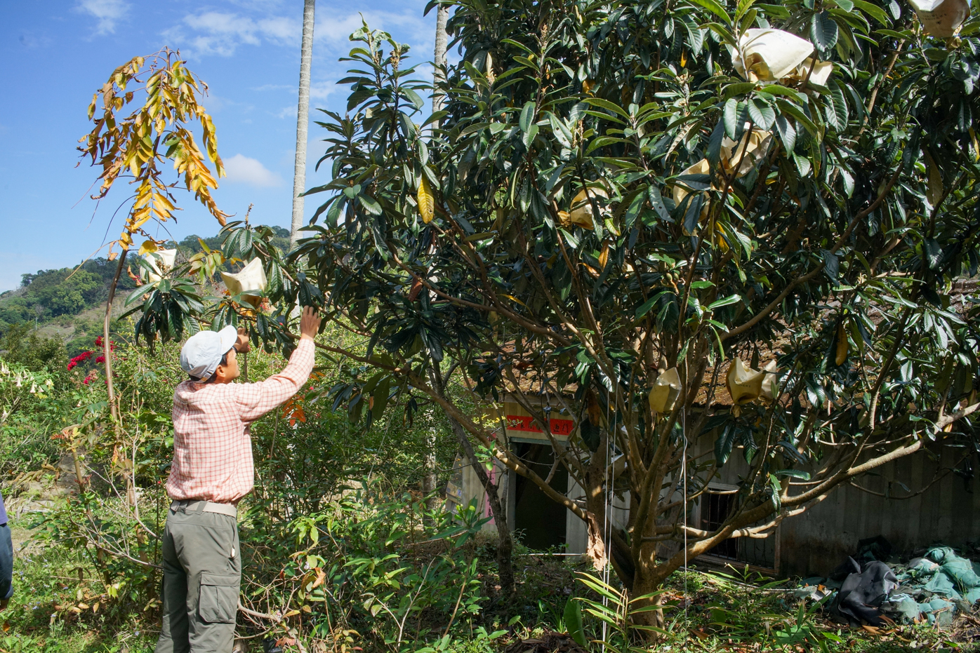 Hong-ming veille sur son néflier (photo : Sasa)