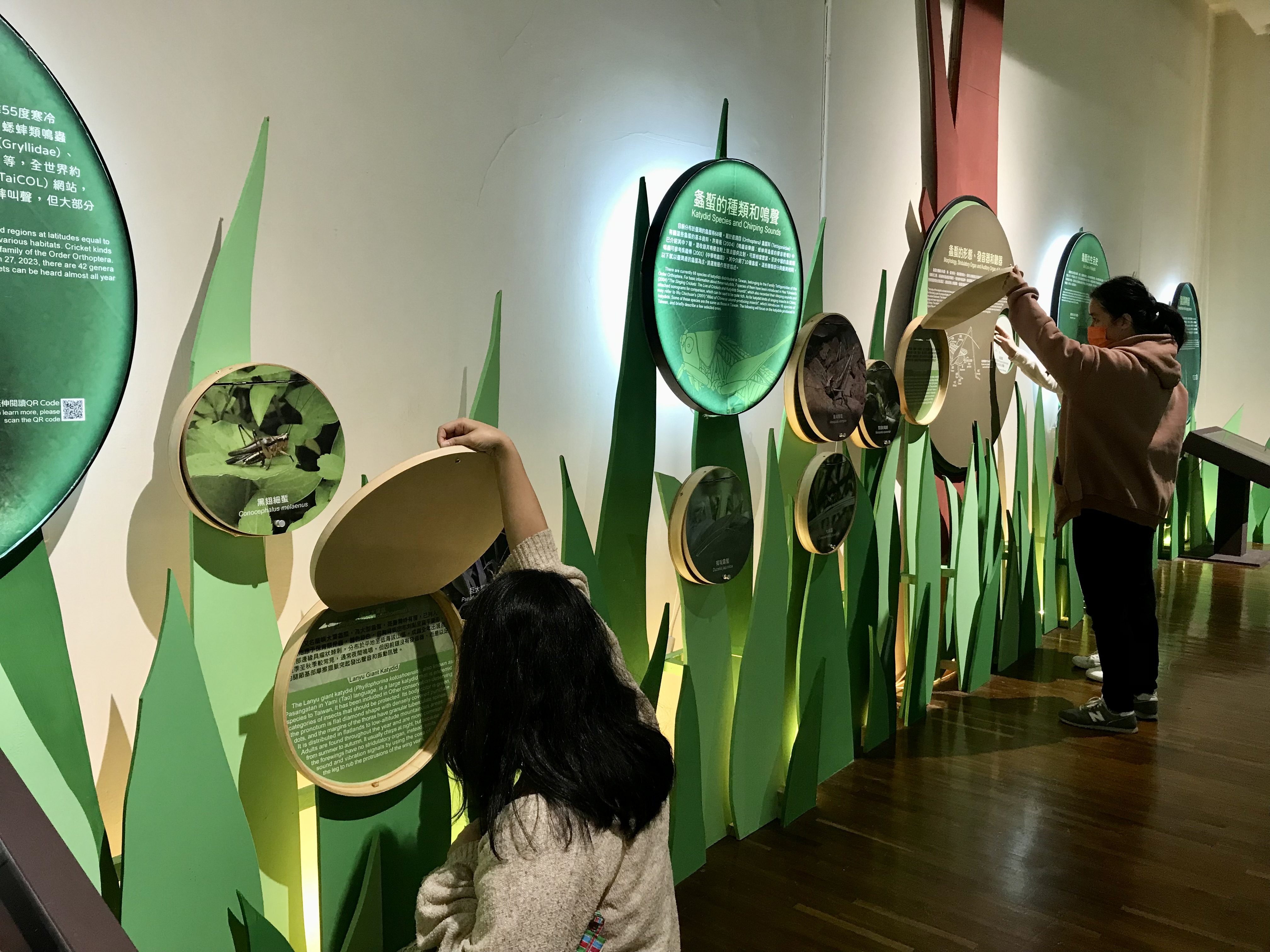 Au Musée national de Taïwan, une exposition célèbre criquets, cigales et autres insectes chanteurs (Image : Musée national de Taïwan)