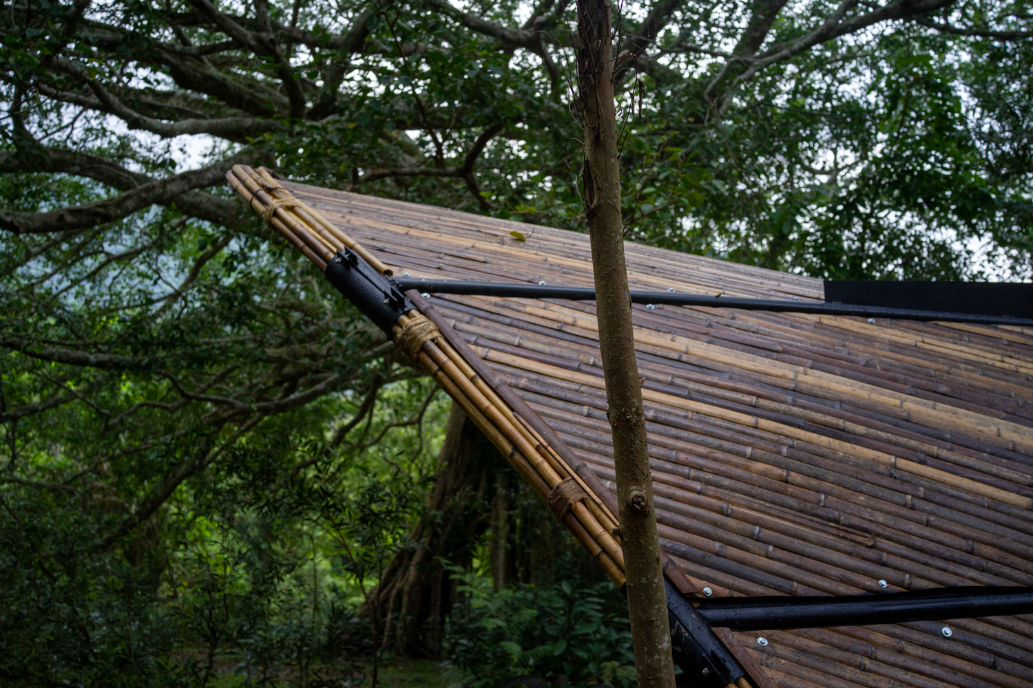 Ls jeunes arbres qui poussent tout autour n'ont pas été retirés (photo : Sasa)