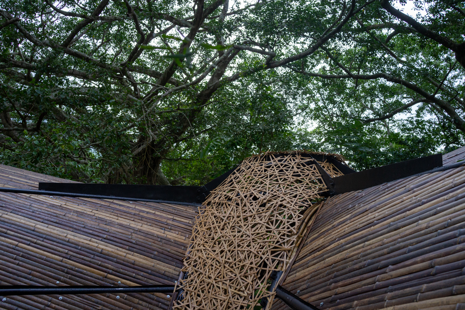 La tête du papillon ? (photo : Sasa)
