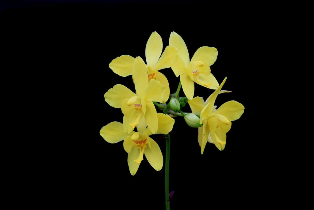 Anggrek Kuning Taiwan