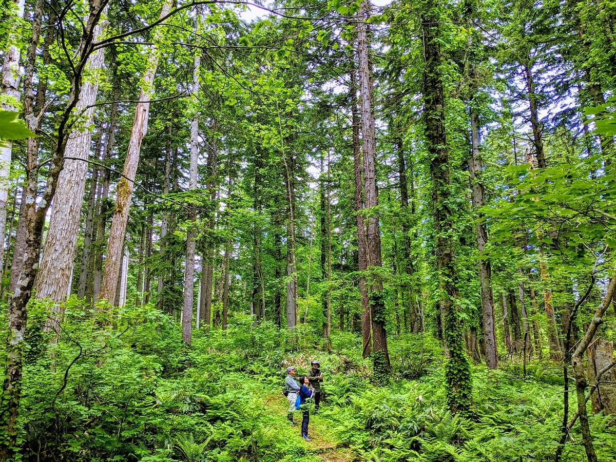 Ular Langka Dengan Empat Kaki Muncul di Filipina