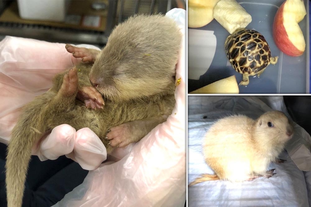 Beberapa binatang selundupan di pesawat (foto: Up Media)