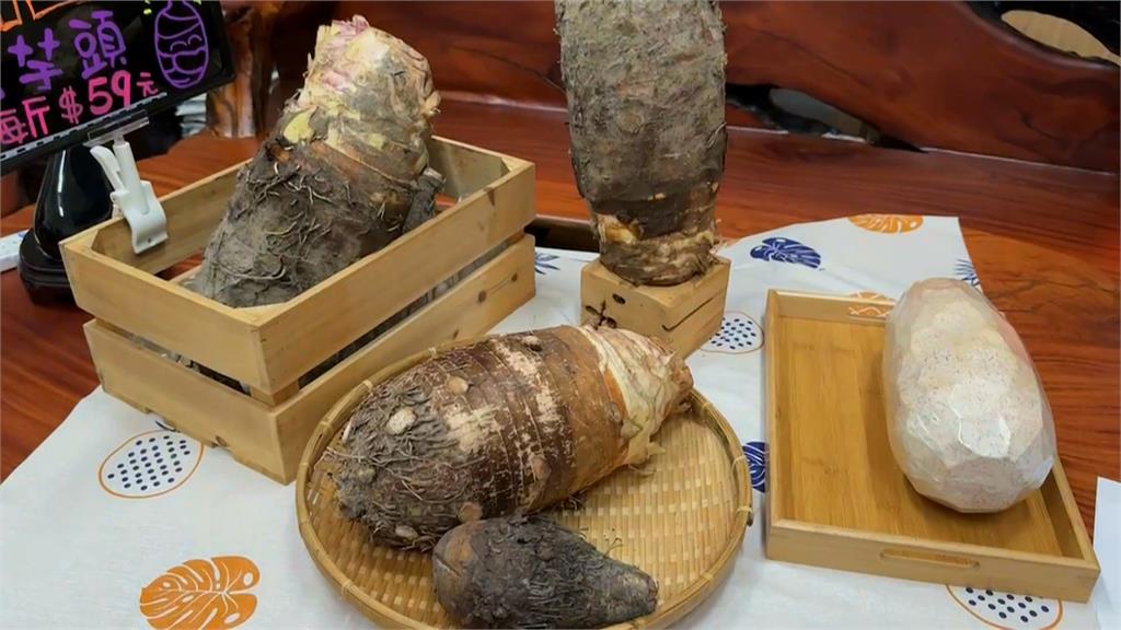 Wow! Nenek di Pingtung Panen "Talas Peluru Meriam", 1 Talas Beratnya 4,8 KG! 圖/民視新聞