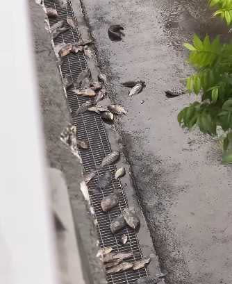 Banjir di Kaohsiung Surut, Ratusan Ikan Muncul ke Permukaan, Warga Diimbau Segera Memungut: Jika Dibiarkan, Maka Dampaknya Akan Mengerikan 圖/YAHOOTAIWAN