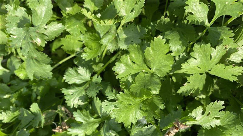 Harga Sayuran Meroket Pasca Taifun Gaemi! Harga Sayuran Ini Melesat Paling Banyak, Mencapai NT$1.000 per 600 Gram, Pembeli Geleng-geleng Kepala 圖/MSN